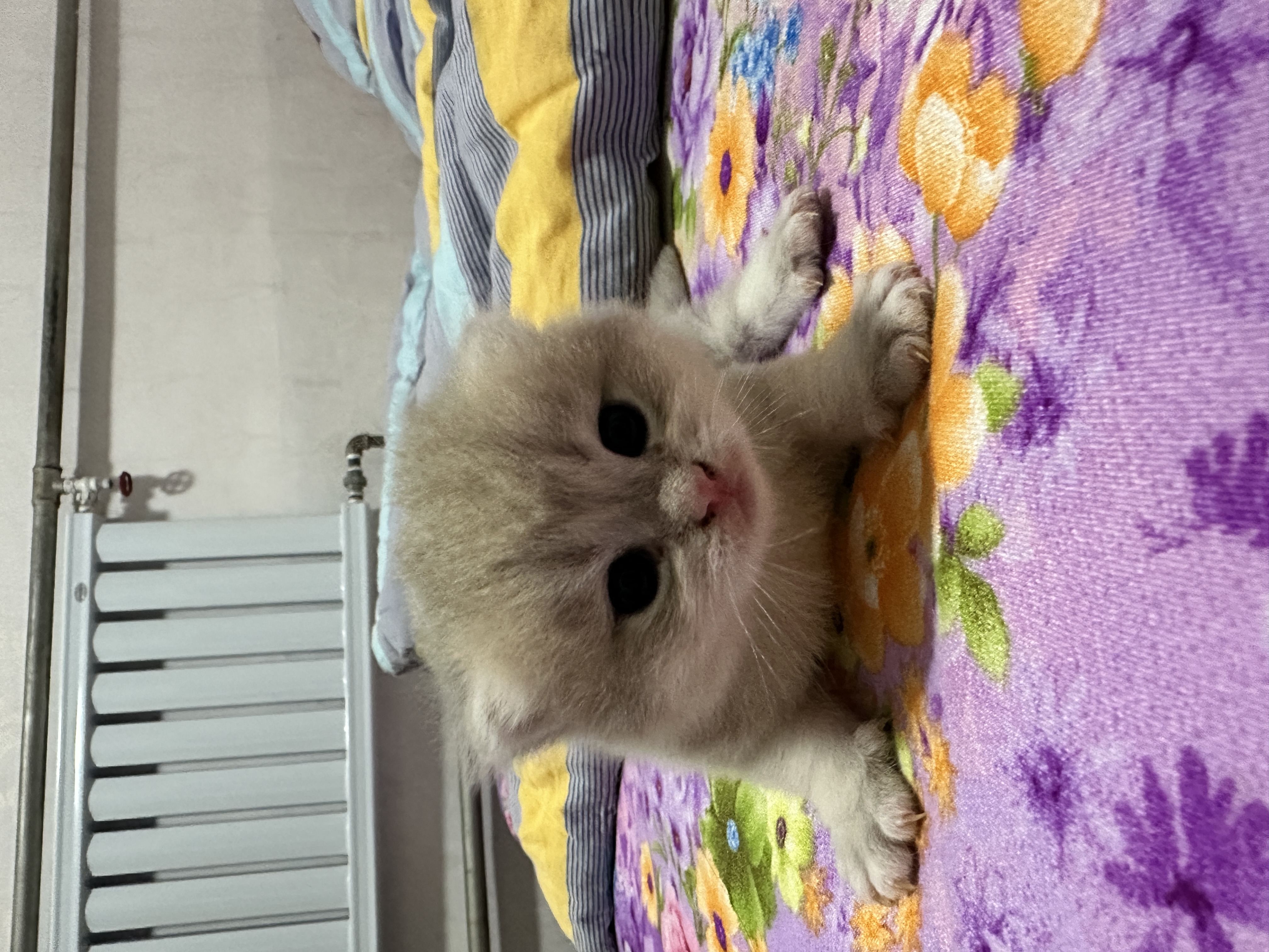 小偿出售自家养的蓝金渐层，金渐层